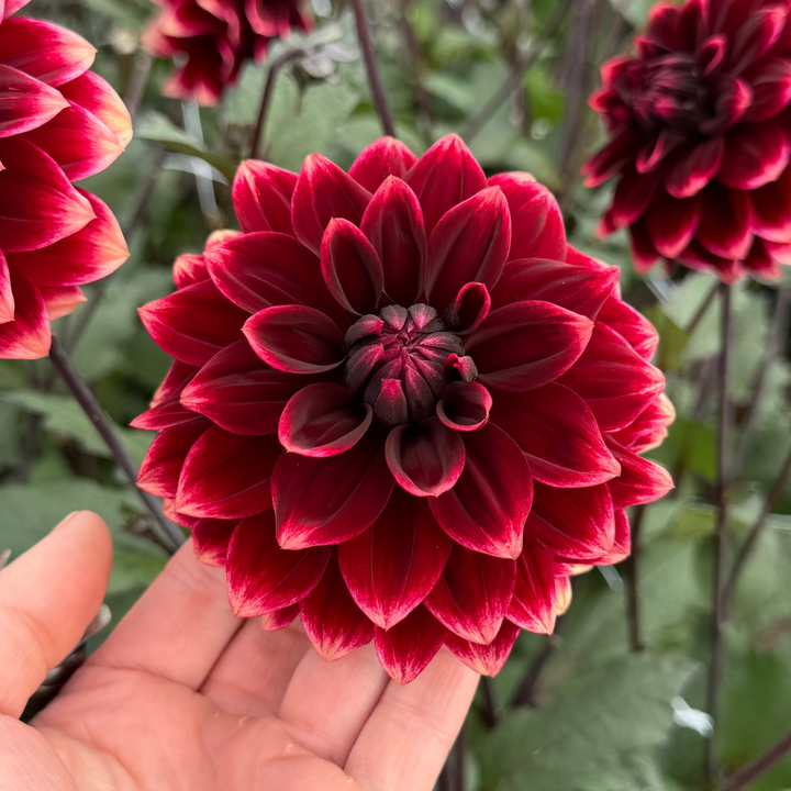 Dahlia Sissinghurst © Mycket exclusive!