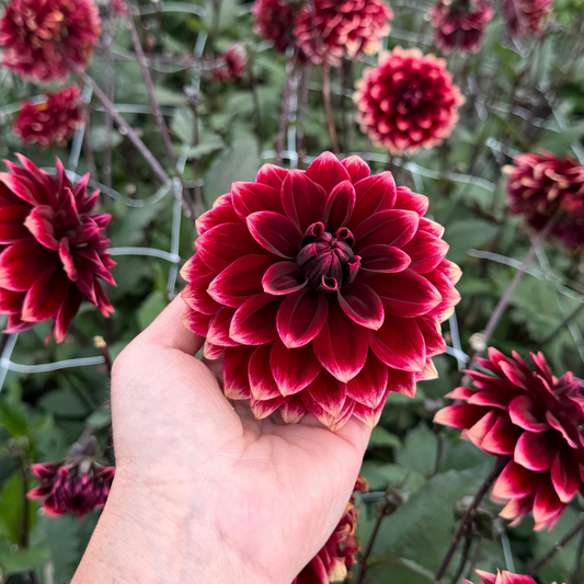 Dahlia Sissinghurst® Mycket exclusive! Nyhet!