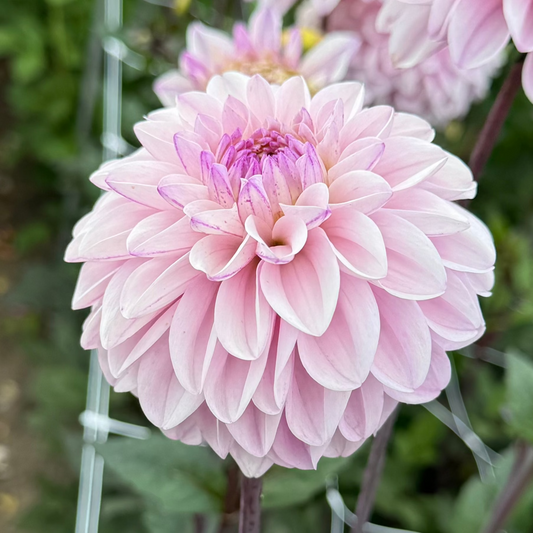 Dahlia Espacio Nyhet!