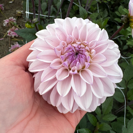 Dahlia Espacio Nyhet!