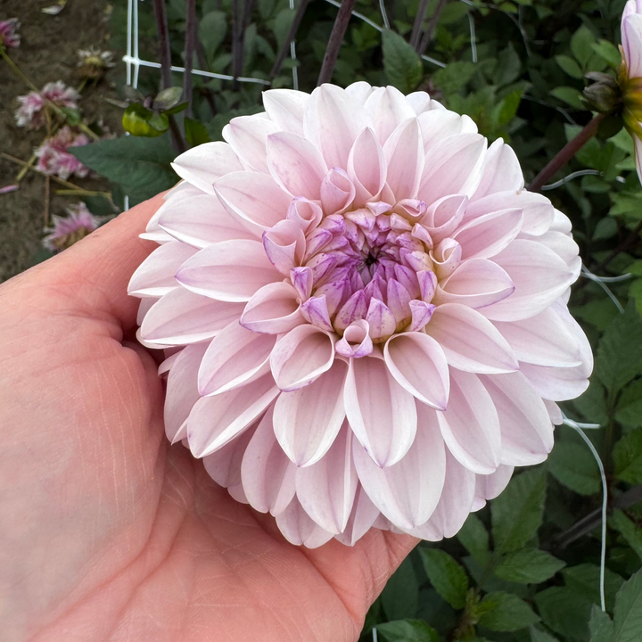 Dahlia Espacio