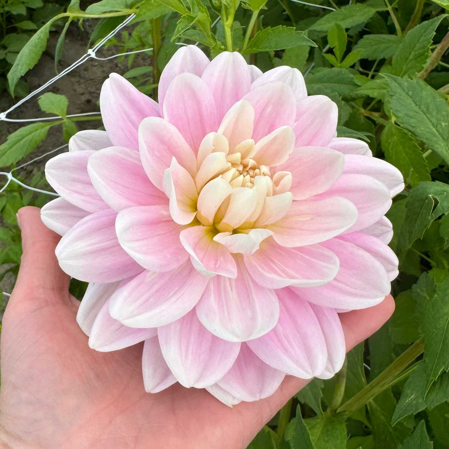Dahlia Barken (Ridge) Ballerina UTGÅR!