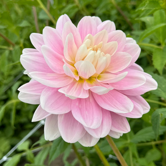 Dahlia Barken (Ridge) Ballerina UTGÅR!