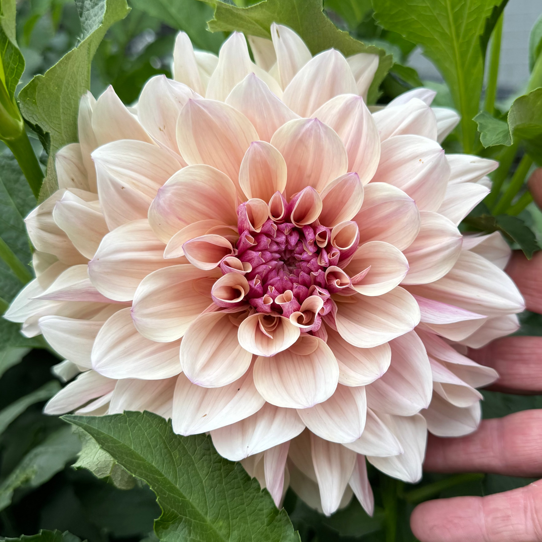 Dahlia KA&
