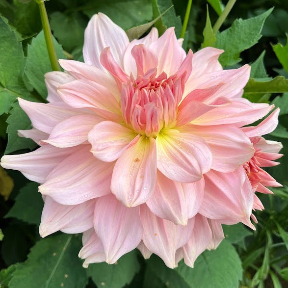 Dahlia Fairway Pilot