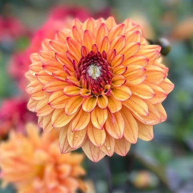 Dahlia Jacobina LB-018