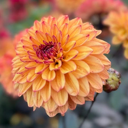 Dahlia Jacobina LB-018