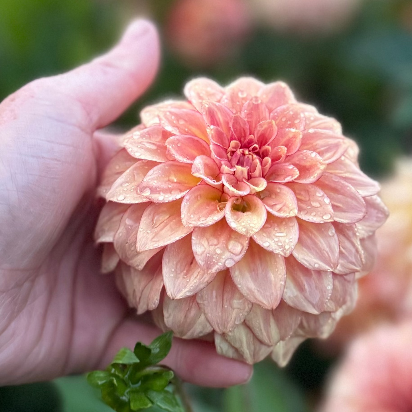 Dahlia KA's Mocha Katie™ Nyhet!