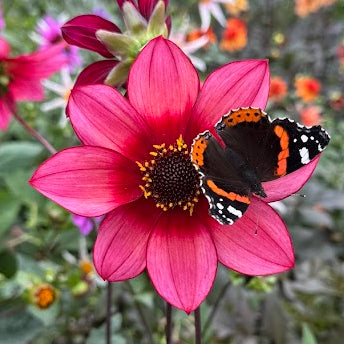 Dahlia Lou Farman