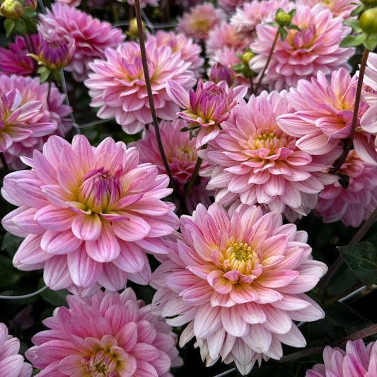 Dahlia Pink Magic