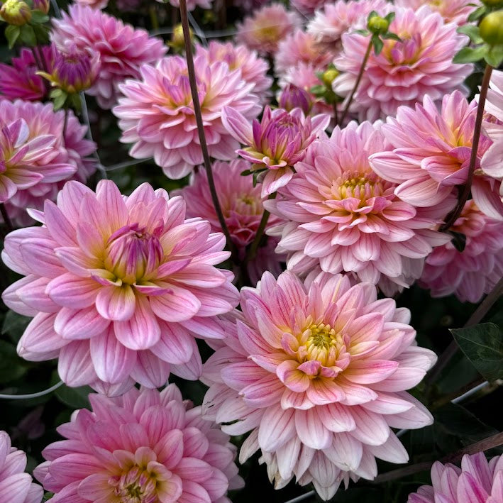 Dahlia Pink Magic