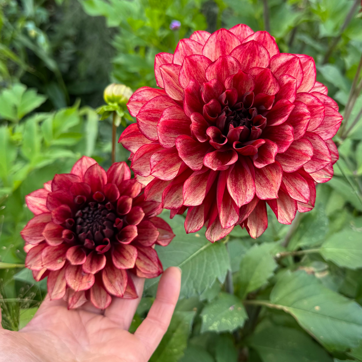 Dahlia Love Lady