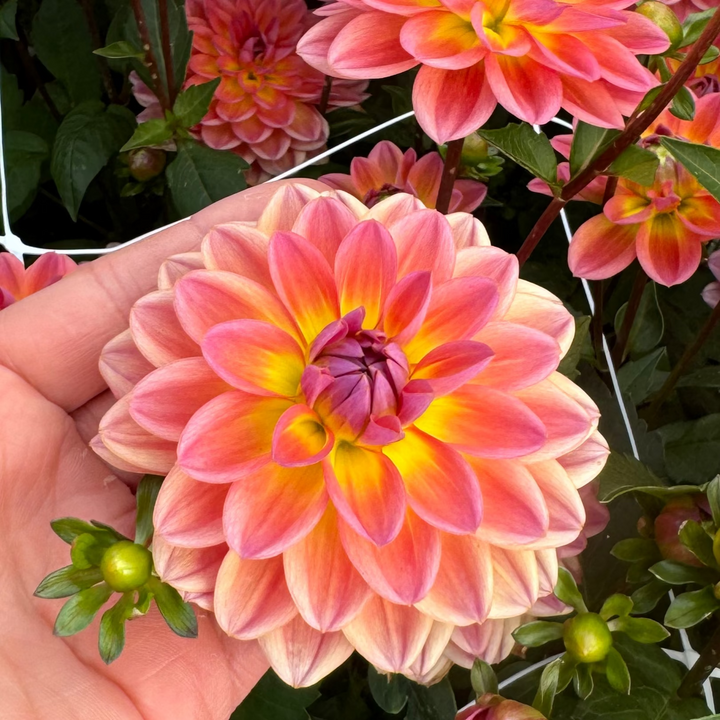 Dahlia Pacific View