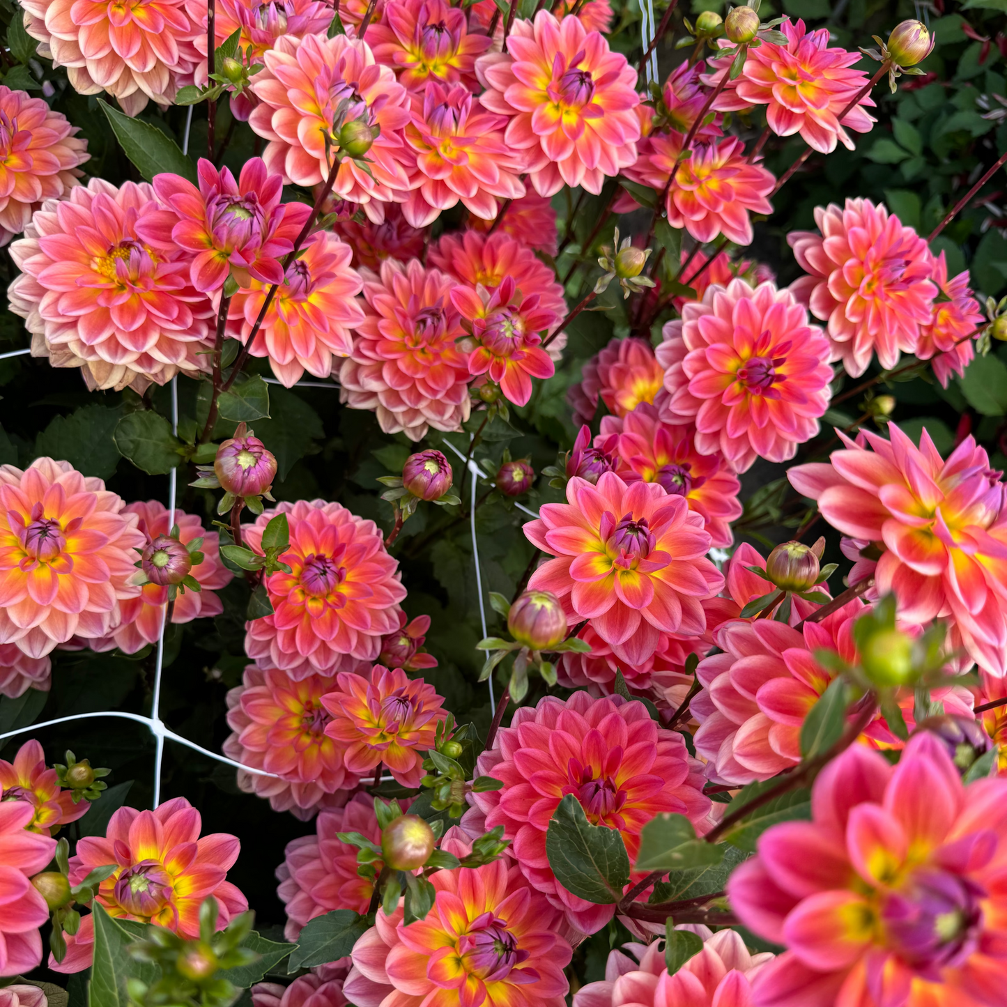 Dahlia Pacific View Nyhet!
