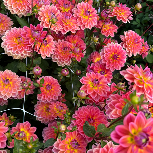 Dahlia Pacific View Nyhet!