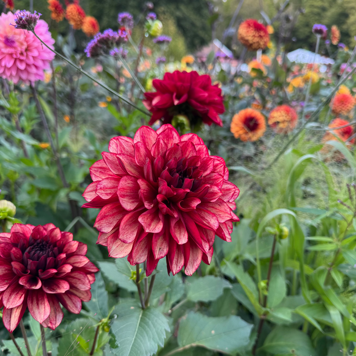 Dahlia Love Lady