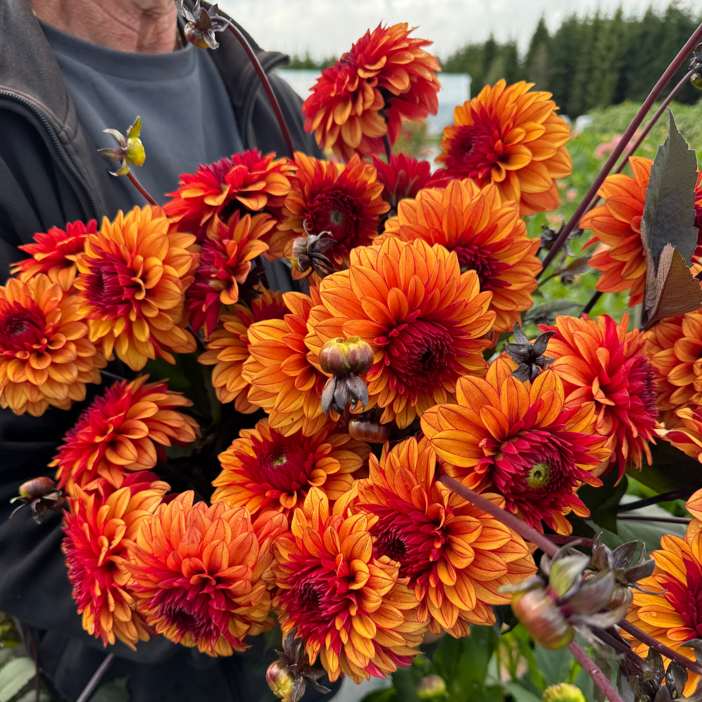 Dahlia Hugos Pride LB-011