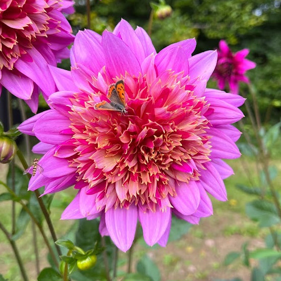 Dahlia Mambo