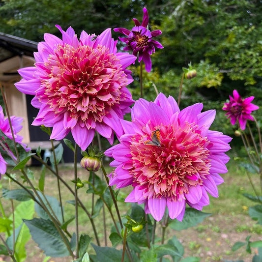 Dahlia Mambo