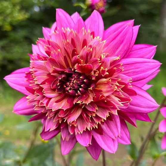 Dahlia Mambo