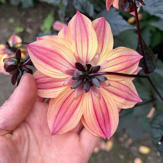 Dahlia Schippers Bronze