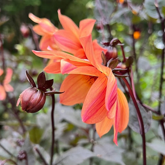 Dahlia Schippers Bronze