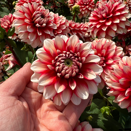 Dahlia Larry's Love Nyhet!