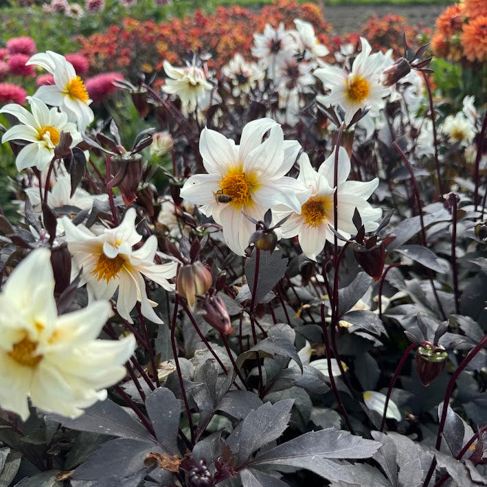 Dahlia Little Swan Nyhet!