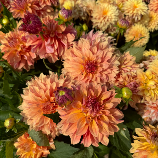 Dahlia Garden Desire Nyhet!