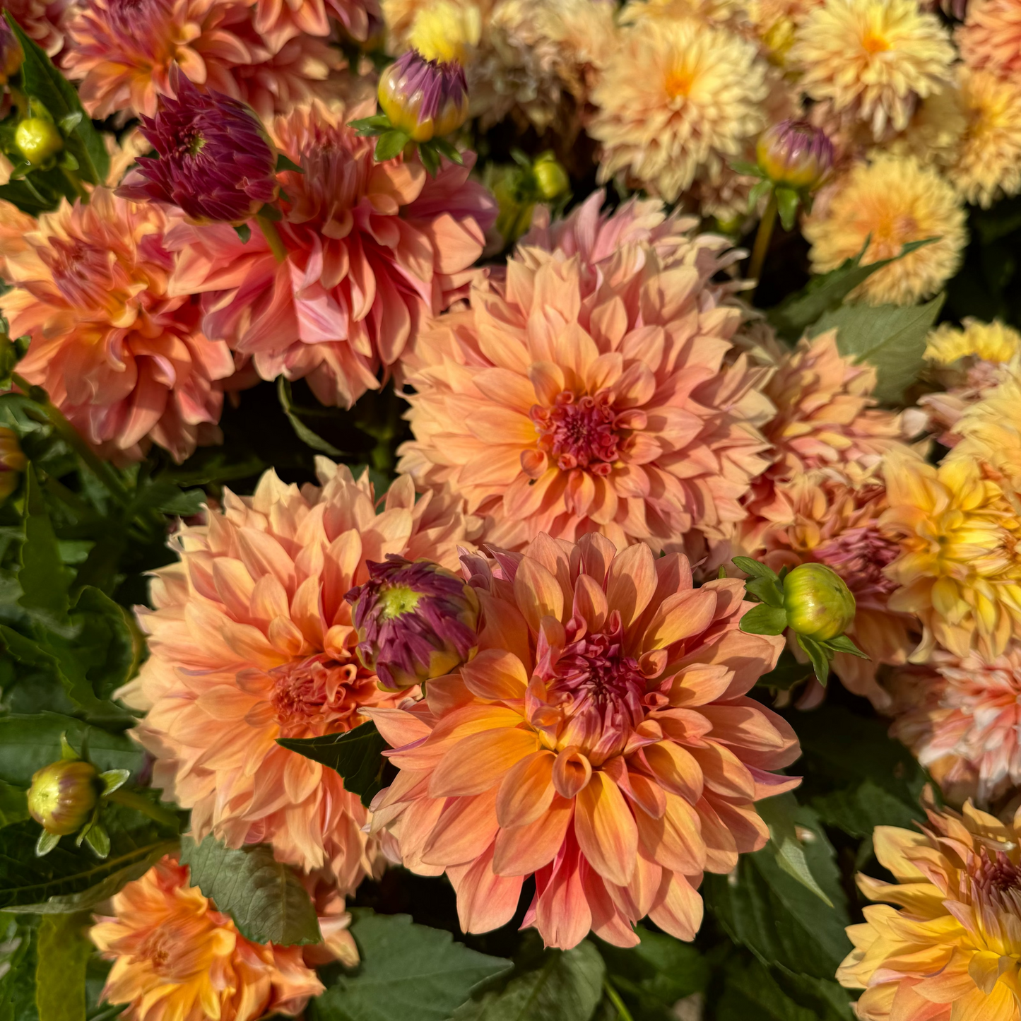 Dahlia bäst i kruka 5st