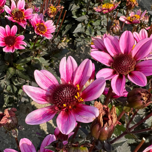 Dahlia Pretty Woman® Nyhet!
