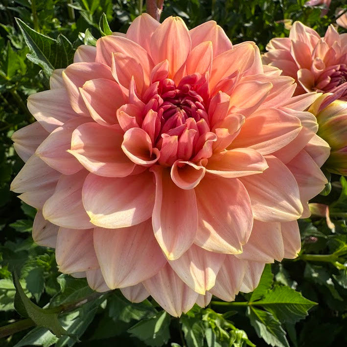 Dahlia Dolce Eva Nyhet!