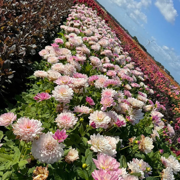 Dahlia Linns Lullaby  LB-126