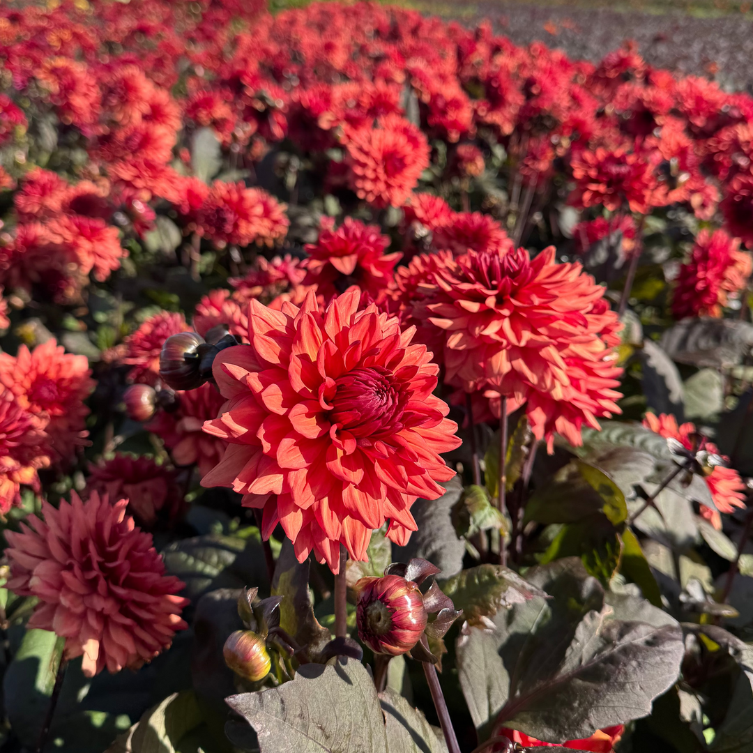 Dahlia Tiramisu