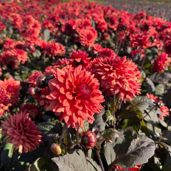 Dahlia Tiramisu