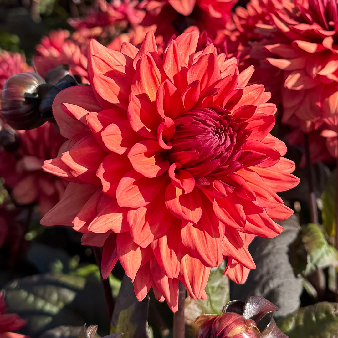 Dahlia Tiramisu