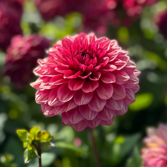 Dahlia Night Wispher LB-107