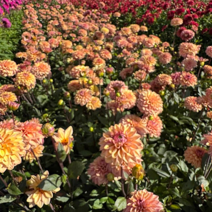 Dahlia Peachy Pearl