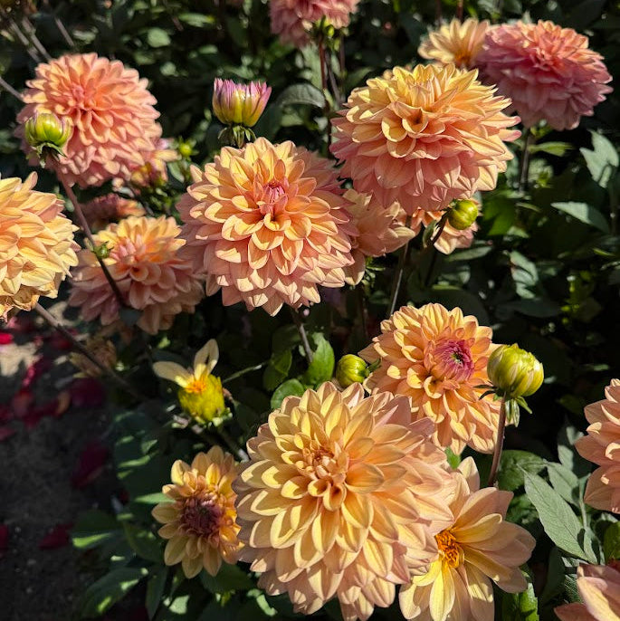 Dahlia Peachy Pearl