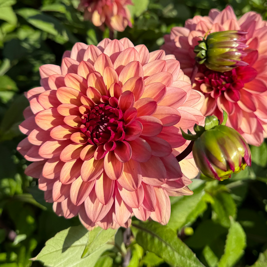 Dahlia SixSeven Nyhet!