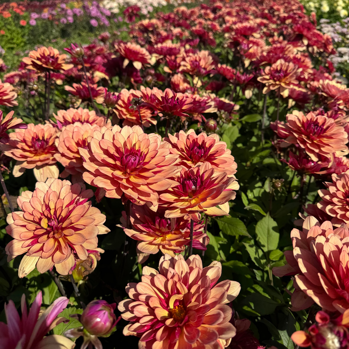 Dahlia Cherry Spice Svenskodlad