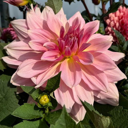 Dahlia Fairway Pilot