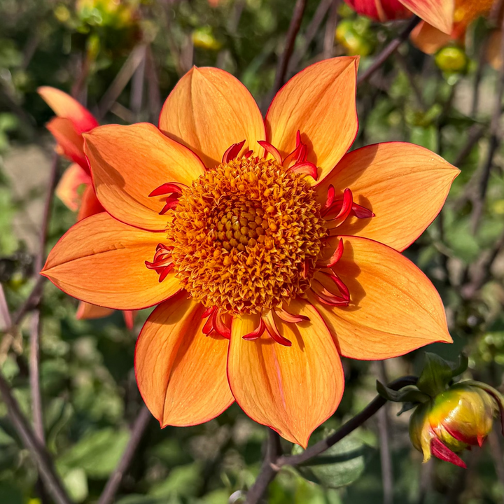 Dahlia Franks Favorite