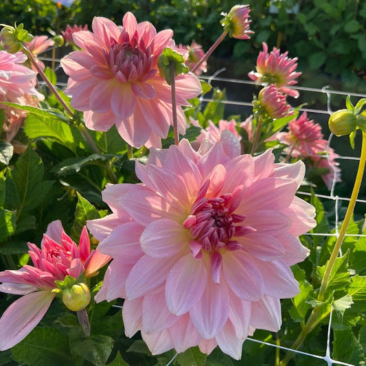 Dahlia Fairway Pilot