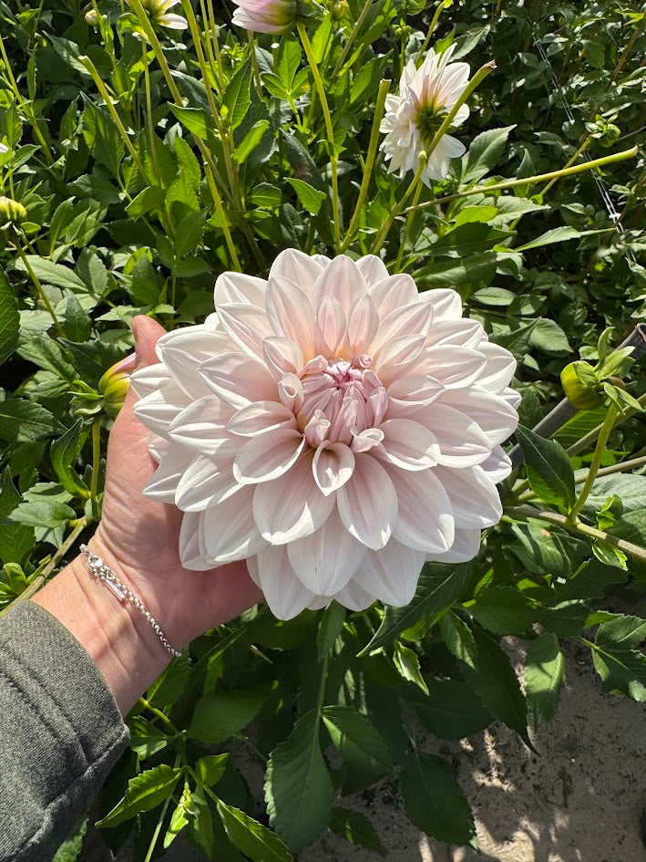 Dahlia Valente® Nyhet!