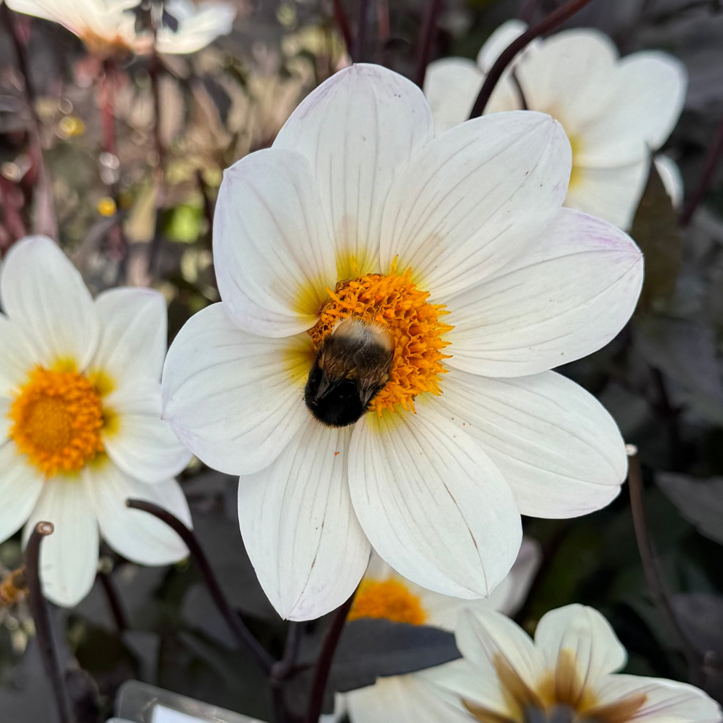Dahlia Dahlegria White
