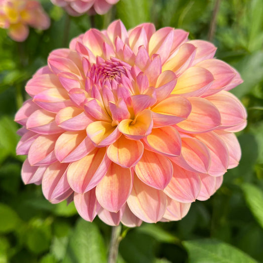 Dahlia Hapet Pastel Nyhet!