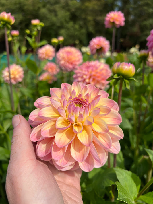 Dahlia Hapet Pastel UTGÅR!