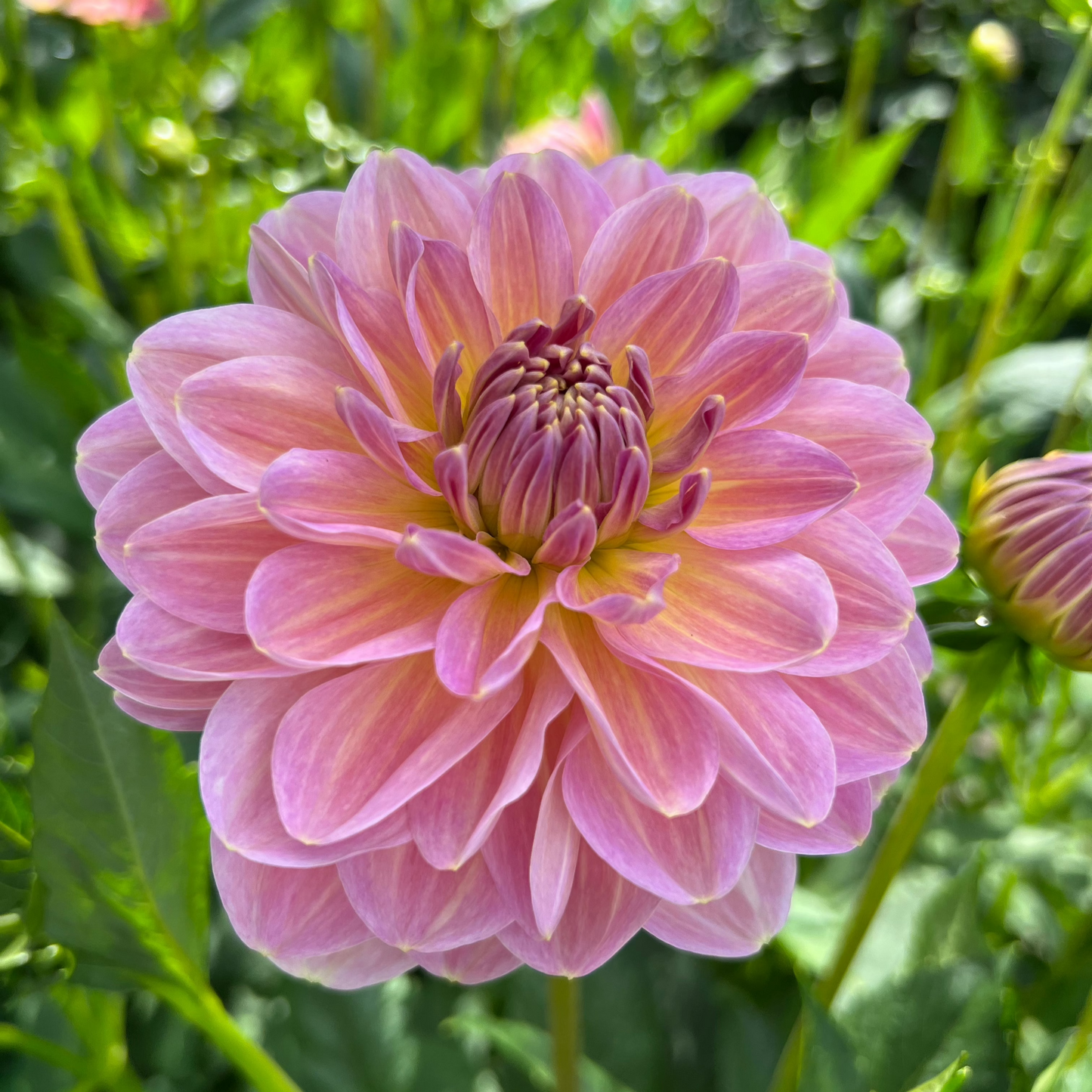 Dahlia Hapet Old Charm EXCLUSIV! Nyhet!