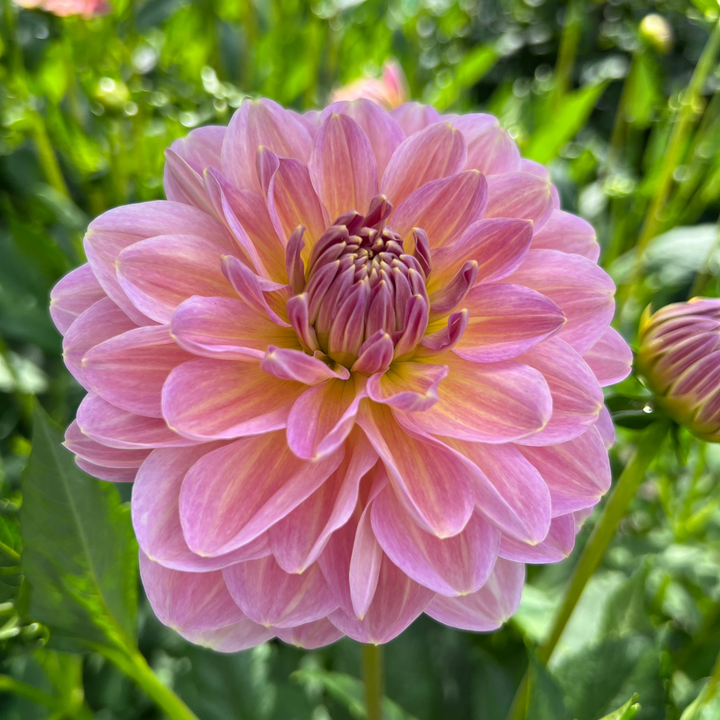 Dahlia Hapet Old Charm